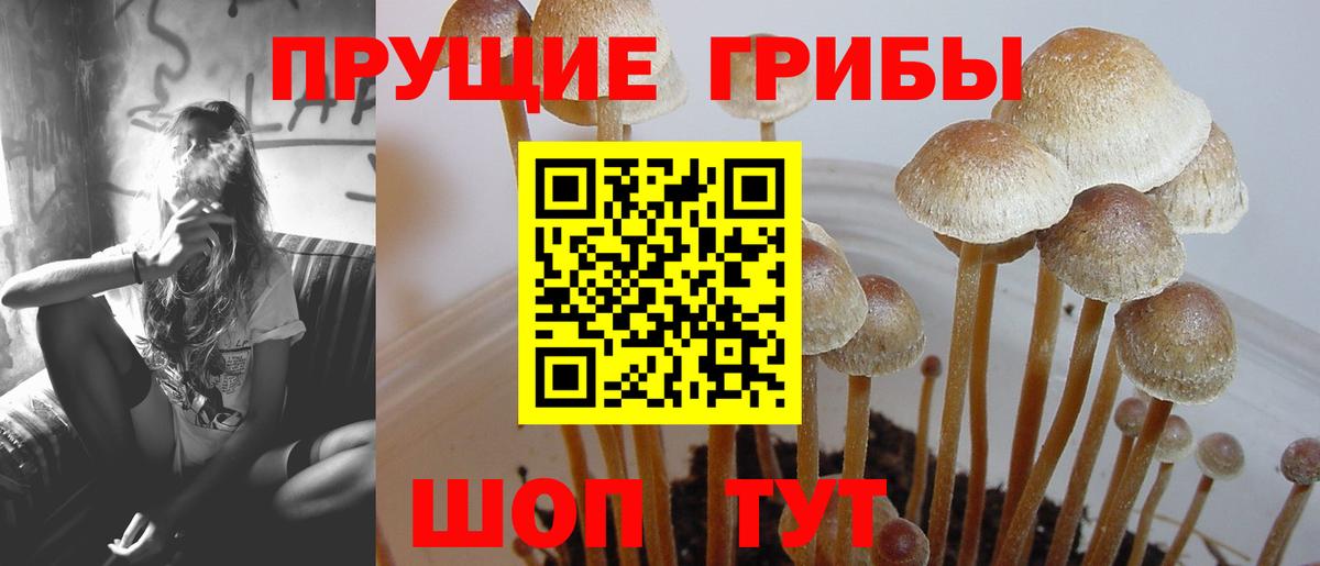 Кузнецк  купить наркотики цена  Вход с VPN  Псилоцибиновые грибы мухоморы  Галлюциногенные грибы GOLDEN TEACHER 